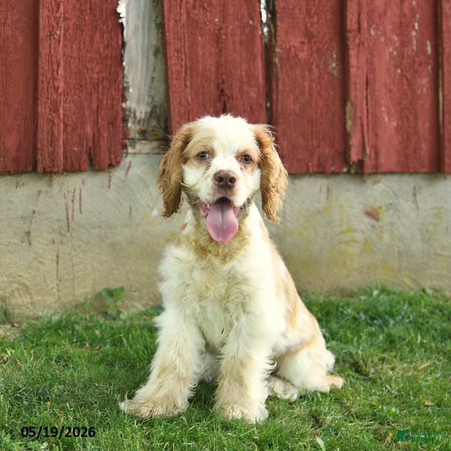 Cocker Spaniel dogs Moon   - Ad 1