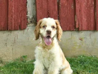 Cocker Spaniel dogs for sale: Moon - Ad 3