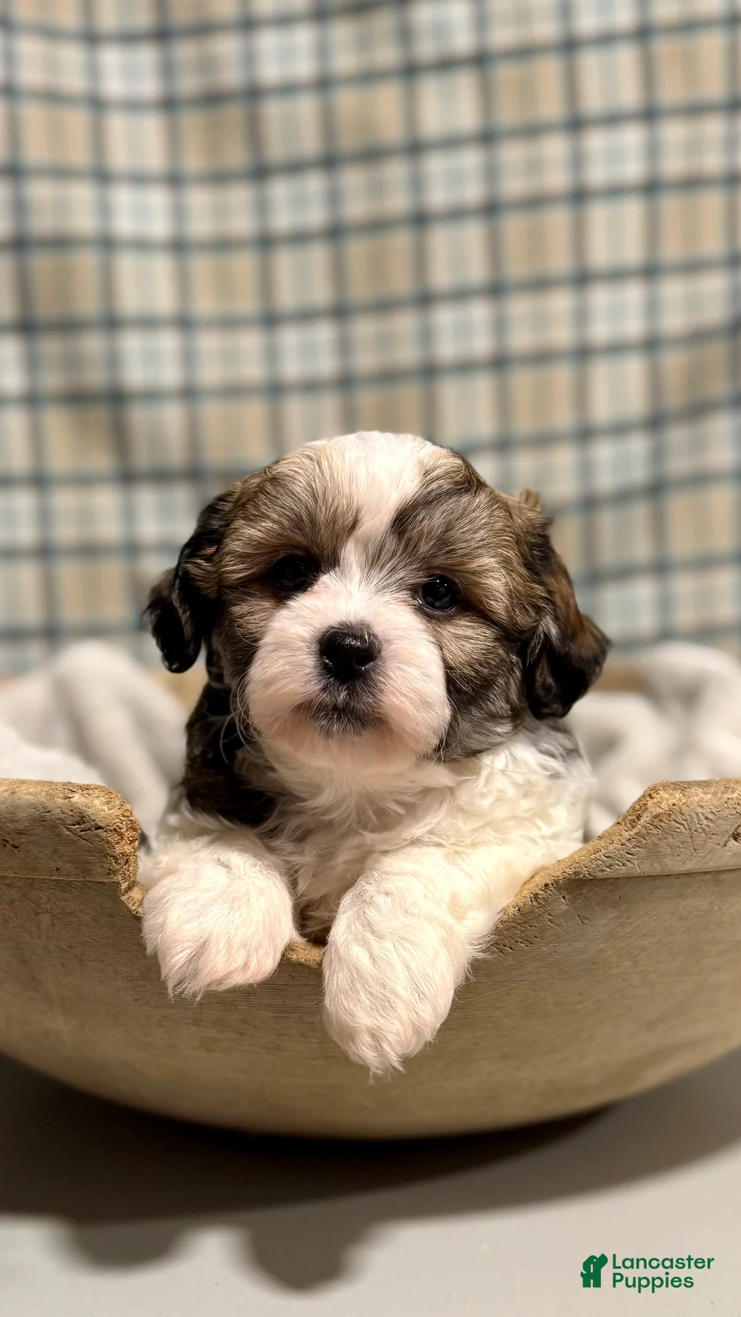 Teddy Bear dogs for sale: LANCE - Ad 5