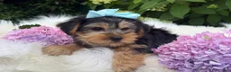 Yorkshire Terrier dogs for sale: Misty - Ad 5