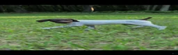 German Shorthaired Pointer dogs for sale: German Shorthaired Pointer 1 - Ad 3
