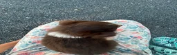 Miniature Australian Shepherd dogs for sale: Rusty  - Ad 3