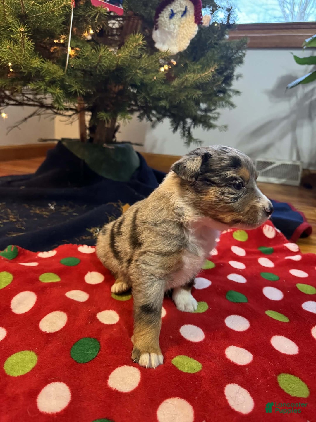 Australian Shepherd dogs for sale: Frost - Ad 5