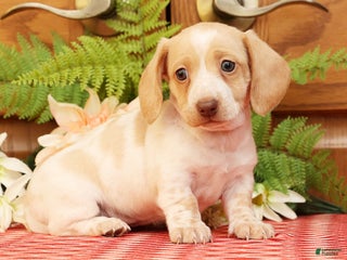 Miniature Dachshund dogs Denise - Ad 39