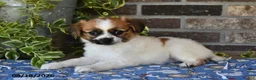 Papillon dogs for sale: Ace - Ad 4