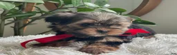 Yorkshire Terrier dogs for sale: Tucker - Ad 25