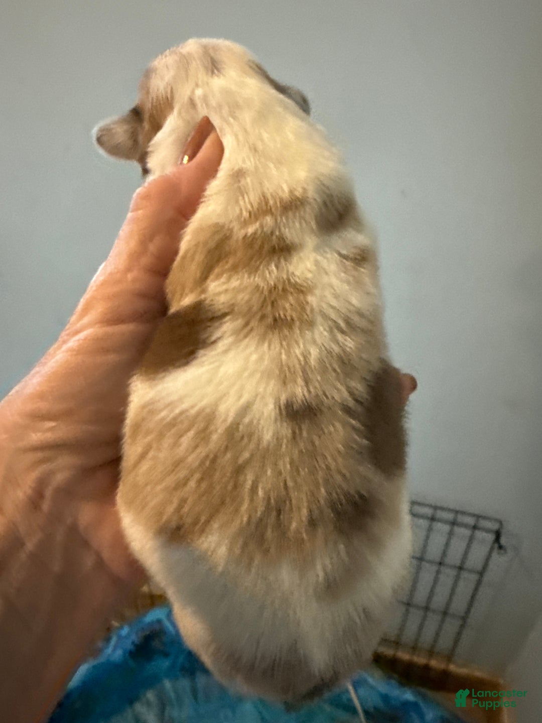 Welsh Corgi Pembroke dogs for sale: Welsh Corgi Pembroke Puppy 5 - Ad 5