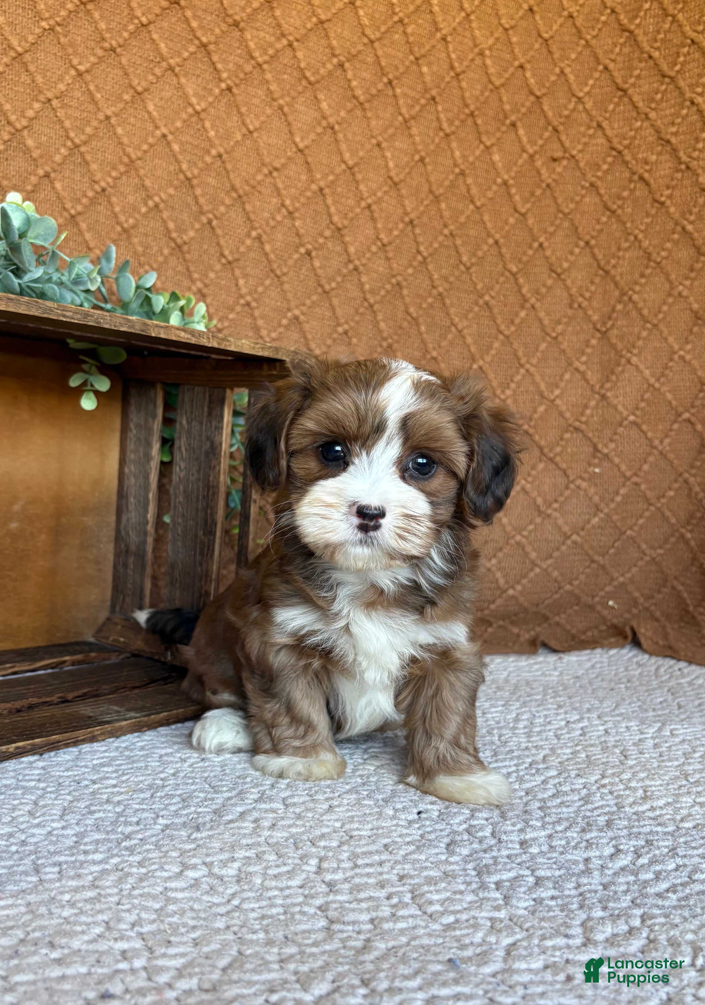 Havanese dogs Ellie  - Ad 2