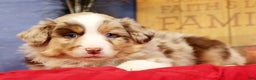 Miniature Australian Shepherd dogs for sale: Duke - Ad 3