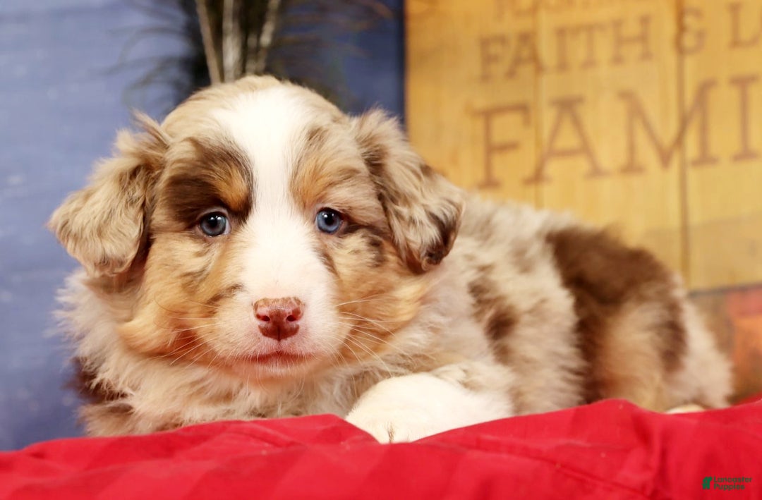 Miniature Australian Shepherd dogs for sale: Duke - Ad 3