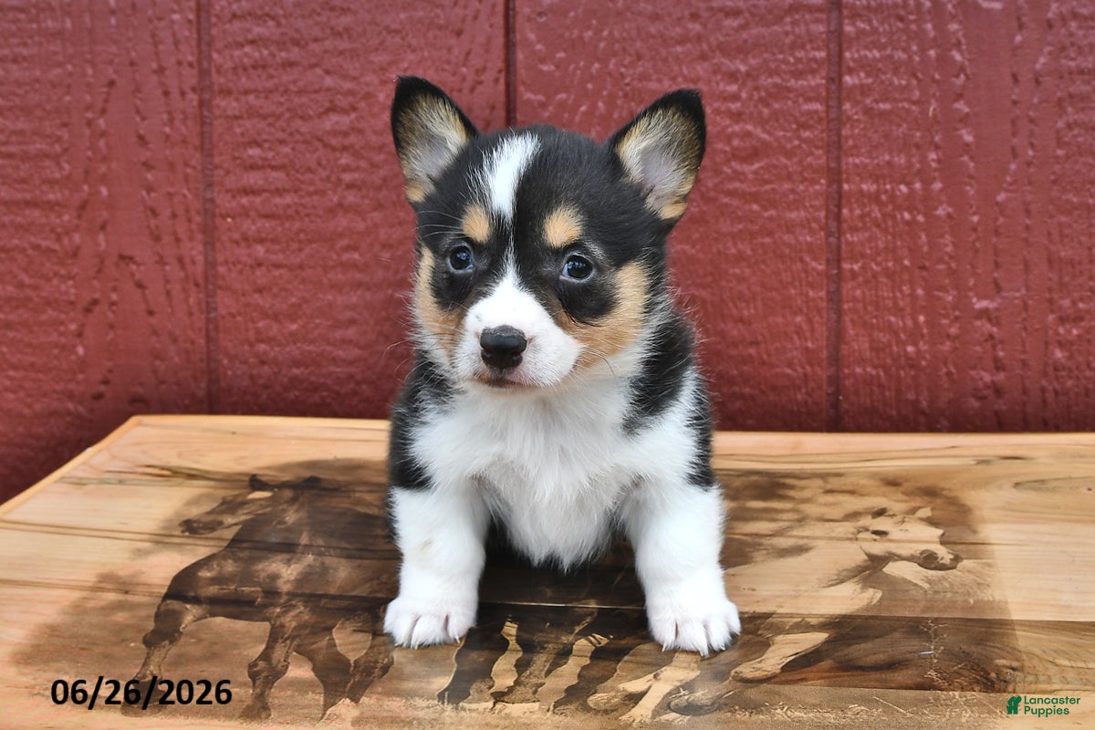 Welsh Corgi Pembroke dogs Jenny - Ad 2