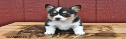 Welsh Corgi Pembroke dogs for sale: Jenny - Ad 2