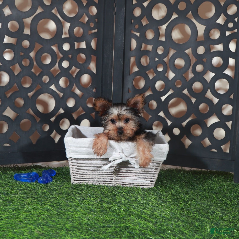 Yorkshire Terrier dogs Cowboy Adorable ACA Teacup Yorkie - Ad 2