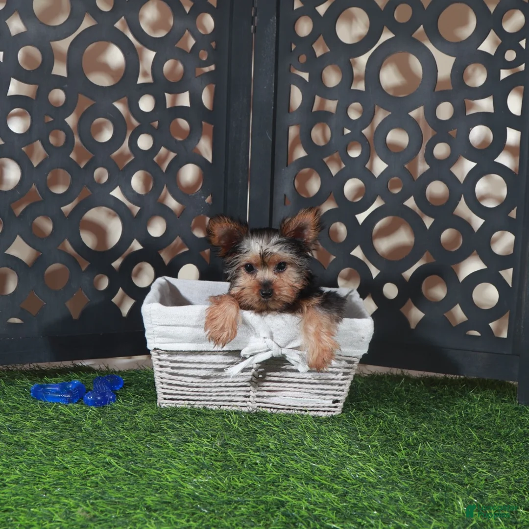 Yorkshire Terrier dogs for sale: Cowboy Adorable ACA Teacup Yorkie - Ad 2