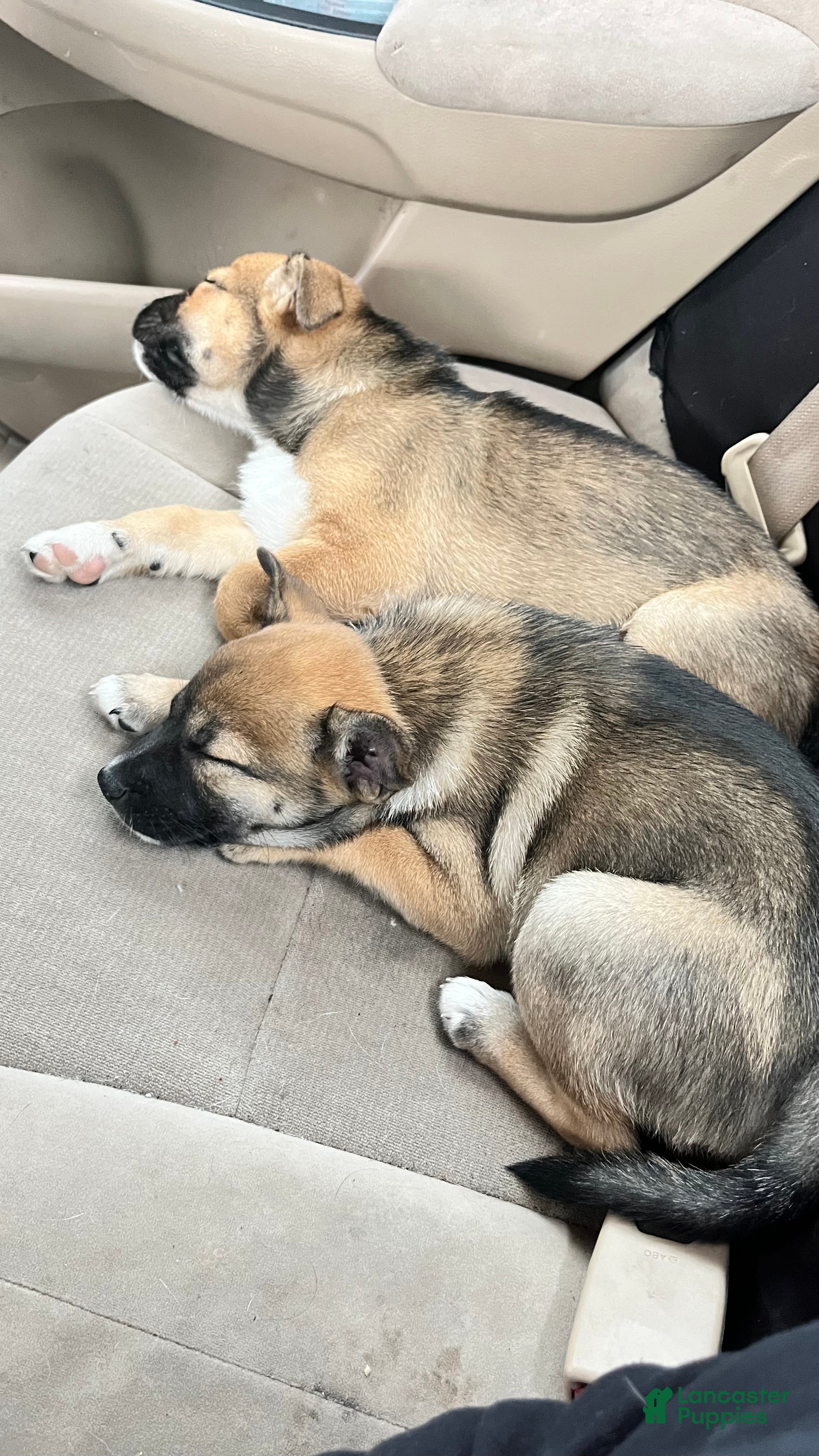 Shiba Inu dogs for sale: Shiba Inu 4 - Ad 1