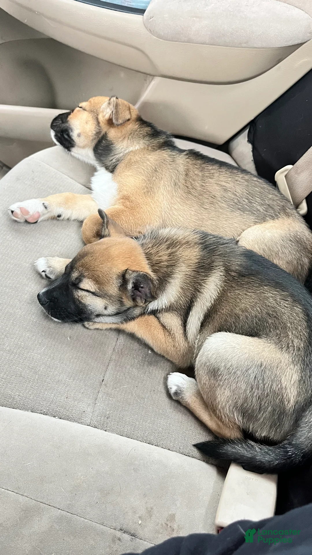 Shiba Inu dogs for sale: Shiba Inu 4 - Ad 1