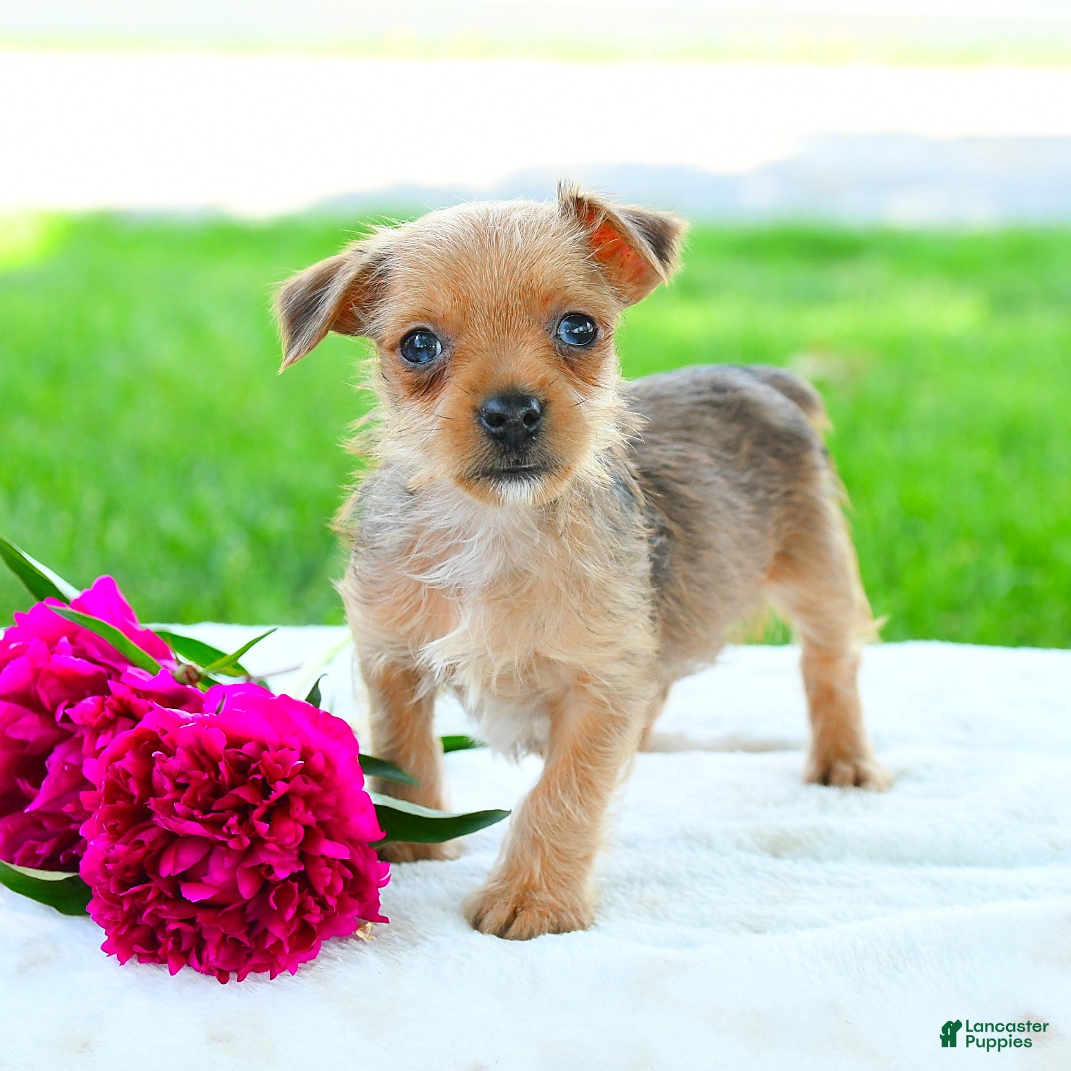 Yorkiepoo dogs for sale: Raymond - Ad 2