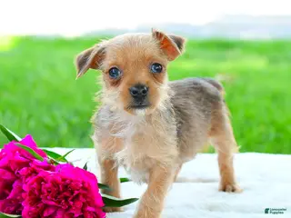 Yorkiepoo dogs for sale: Raymond - Ad 2