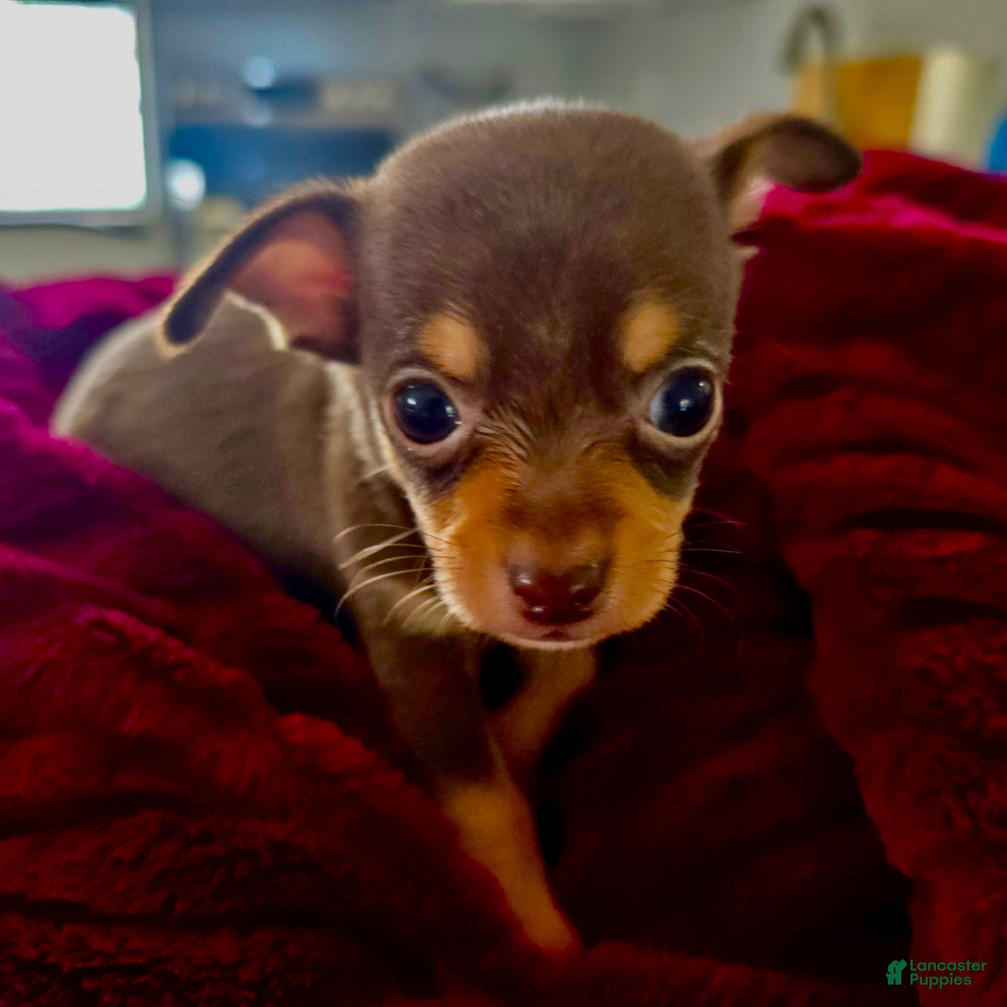Chihuahua dogs Chihuahua 1 - Ad 21