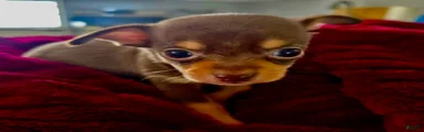 Chihuahua 1