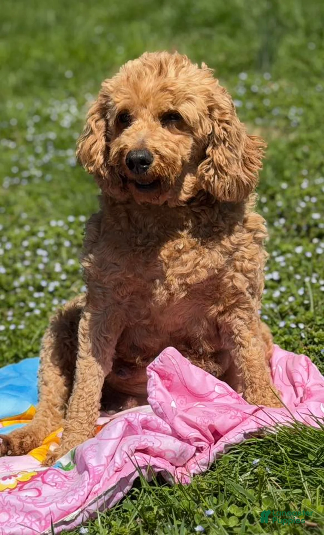 Mini Goldendoodle dogs for sale: YELLOW COLLAR - Ad 5