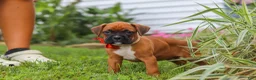 Boxer dogs for sale: Rascal - Ad 16
