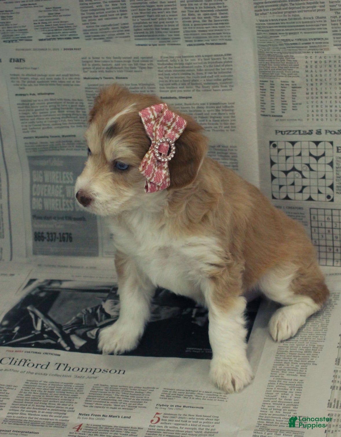 Mixed Breed dogs Amelie - Ad 17