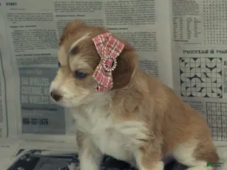 Mixed Breed dogs Amelie - Ad 17