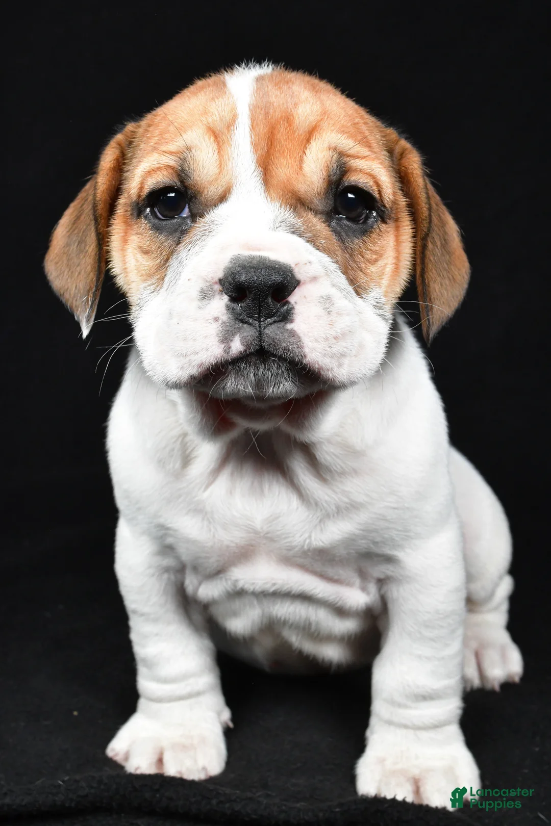 Beabull dogs for sale: Piper - Ad 1