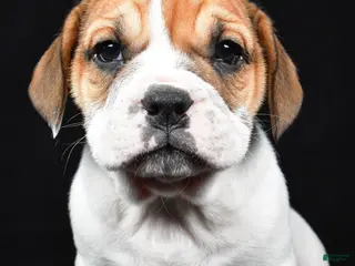 Beabull dogs for sale: Piper - Ad 1