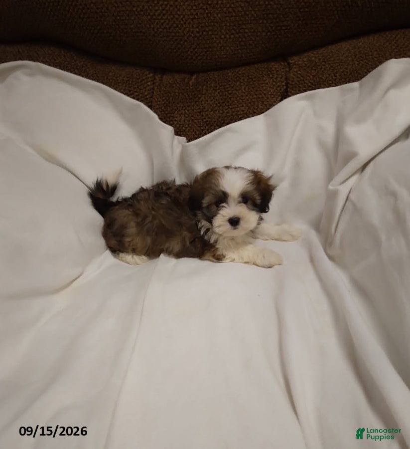 Shihpoo dogs Lily - Ad 1