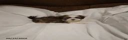 Shihpoo dogs for sale: Lily - Ad 1