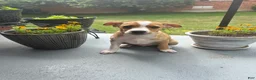 Rat Terrier dogs for sale: Thomas - Ad 3