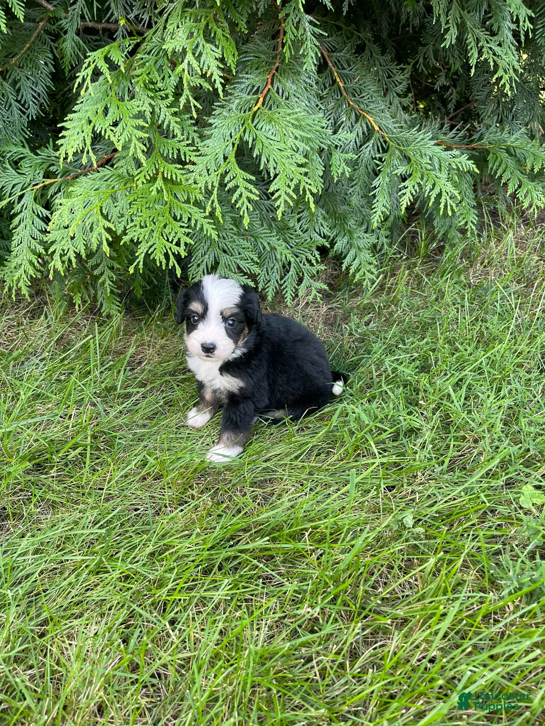 Mini Bernedoodle dogs for sale: Gracie  - Ad 2
