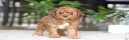 Cavapoo dogs for sale: River - Ad 4