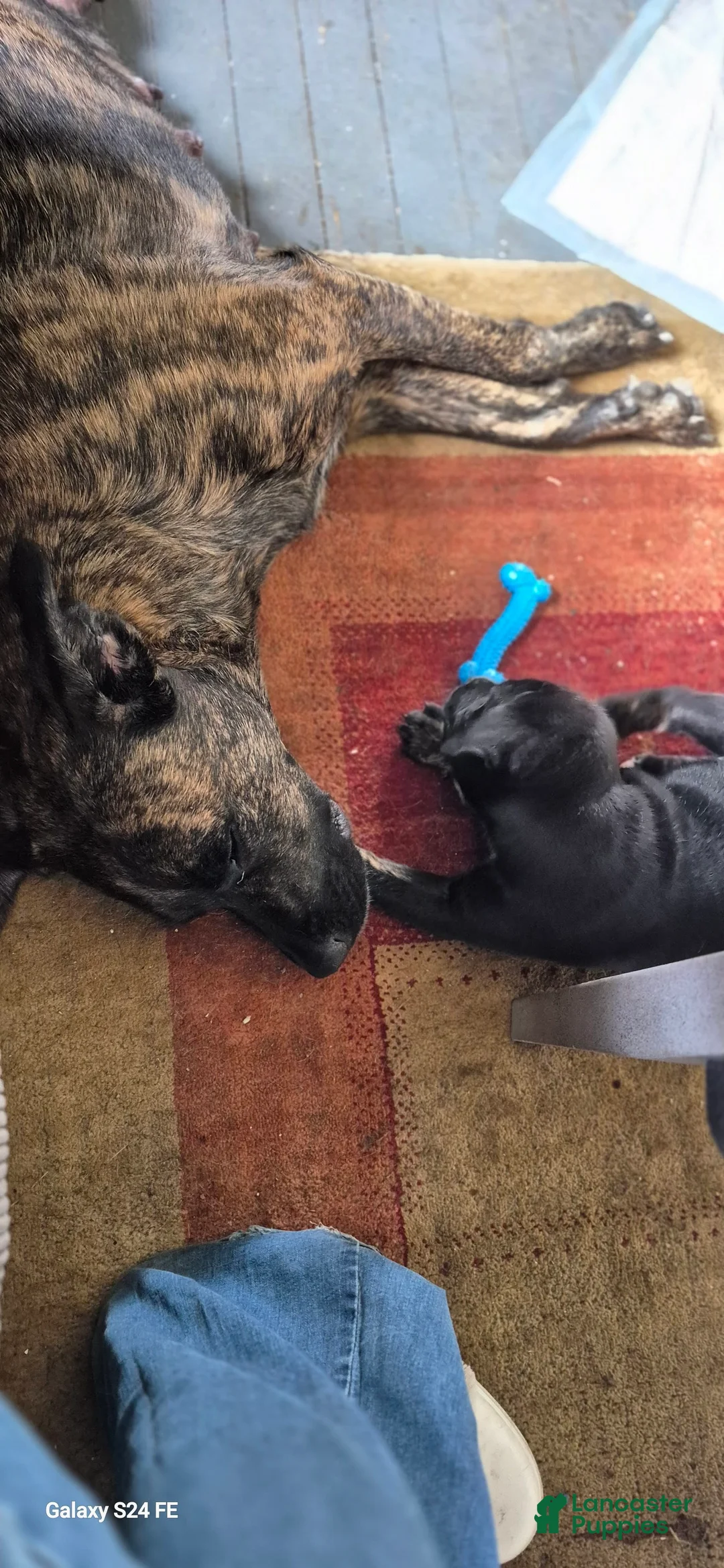 Gallery Image {{count}}