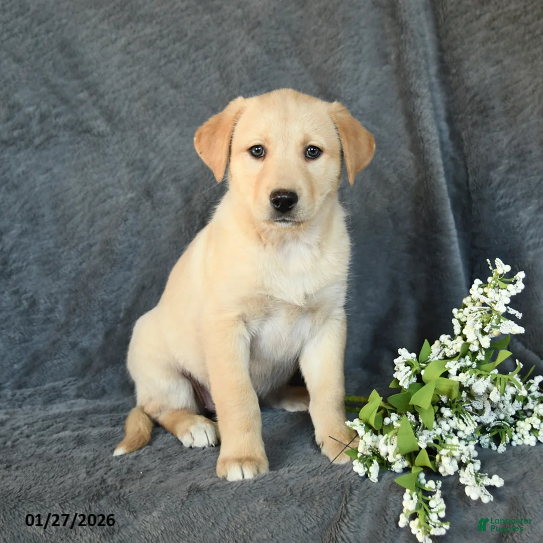 Mixed Breed dogs for sale: Faith - Ad 1