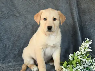 Mixed Breed dogs Faith - Ad 37