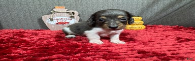 Miniature Dachshund Puppy 3