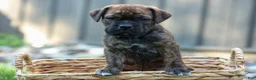 Beabull dogs for sale: Ashton  - Ad 8