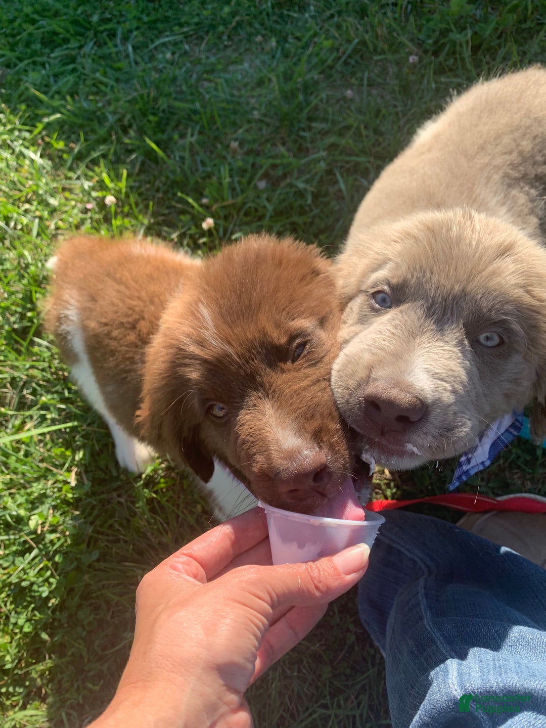Newfoundland dogs for sale: Cindy - Ad 6
