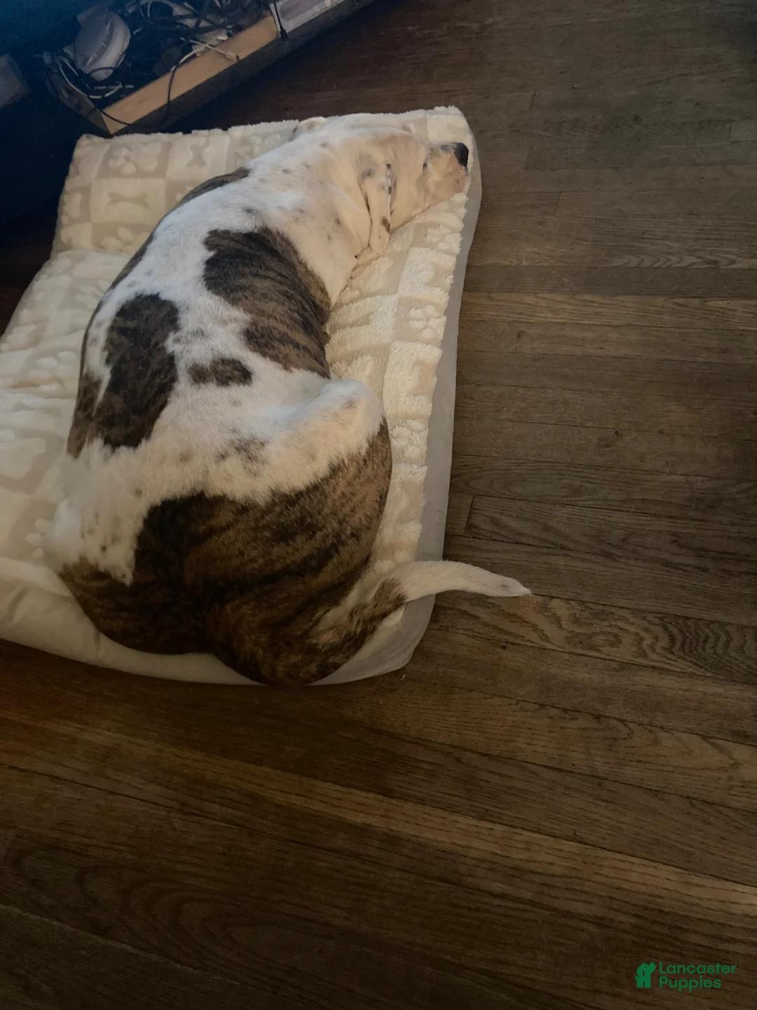 Mixed Breed dogs for sale: baby blue - Ad 2