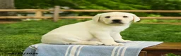 Labrador Retriever dogs for sale: Shamus - Ad 3