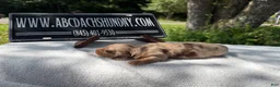 Miniature Dachshund dogs for sale: AKC Russian ch line - Ad 2