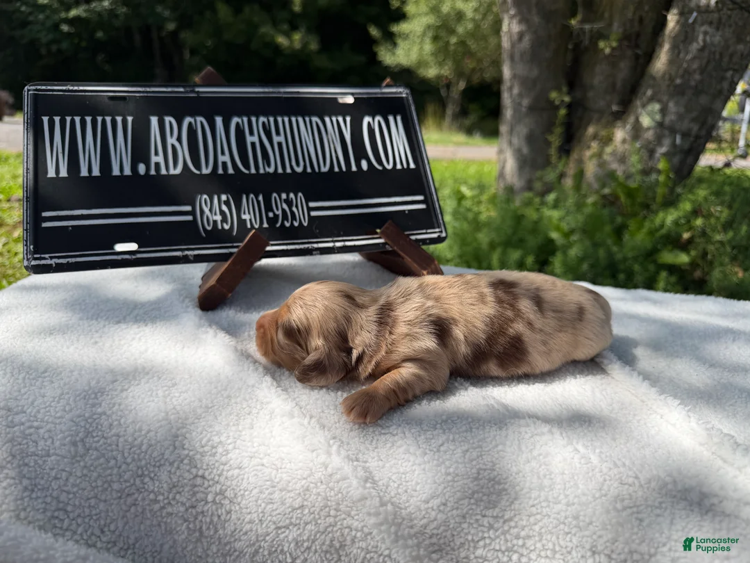 Miniature Dachshund dogs for sale: AKC Russian ch line - Ad 2