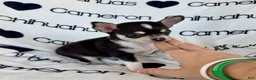 Chihuahua dogs for sale: Tip Smooth Coat Tricolor - Ad 3