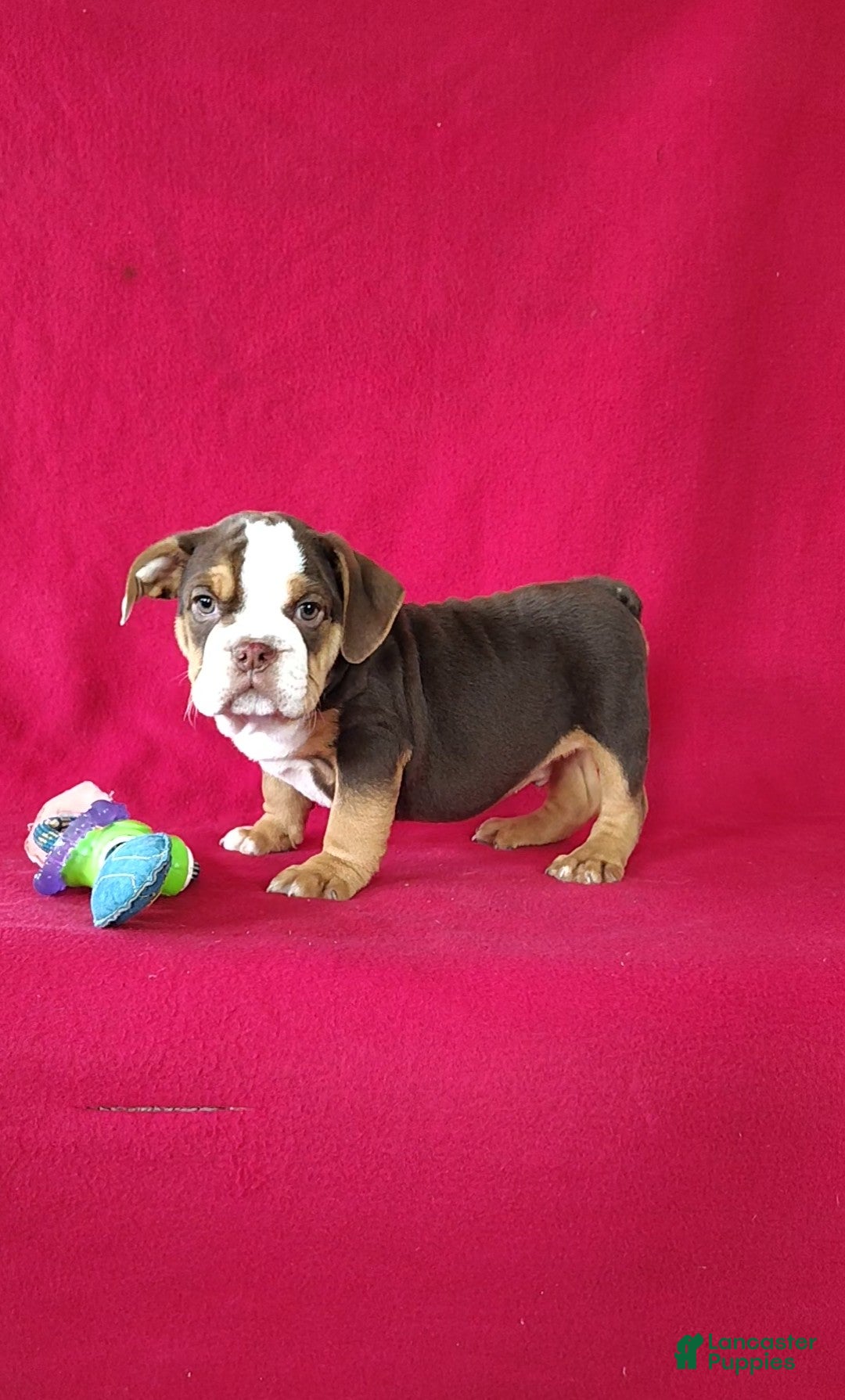Beabull dogs Silas - Ad 1