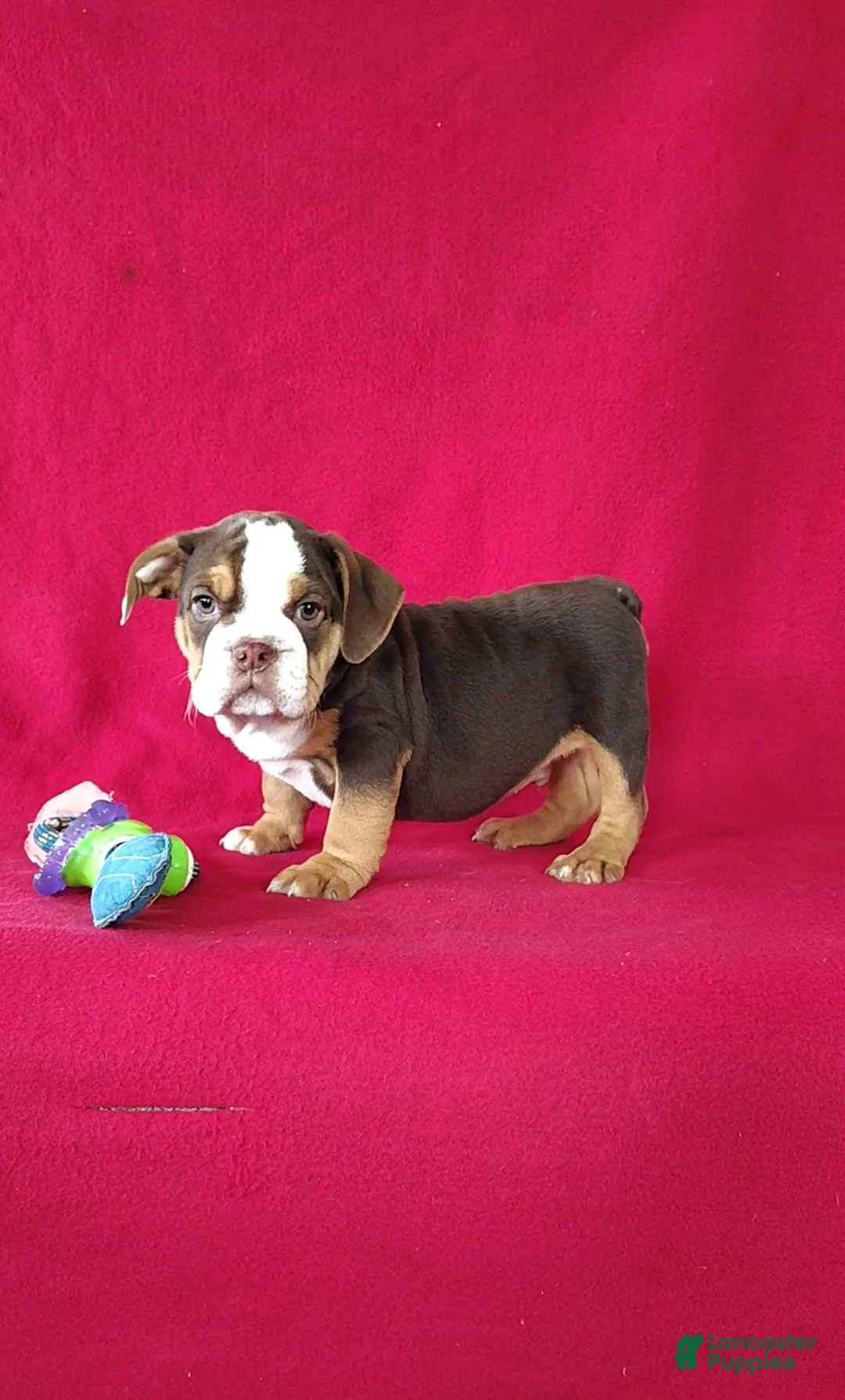 Beabull dogs for sale: Silas - Ad 1