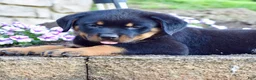 Rottweiler dogs for sale: Willson  - Ad 3