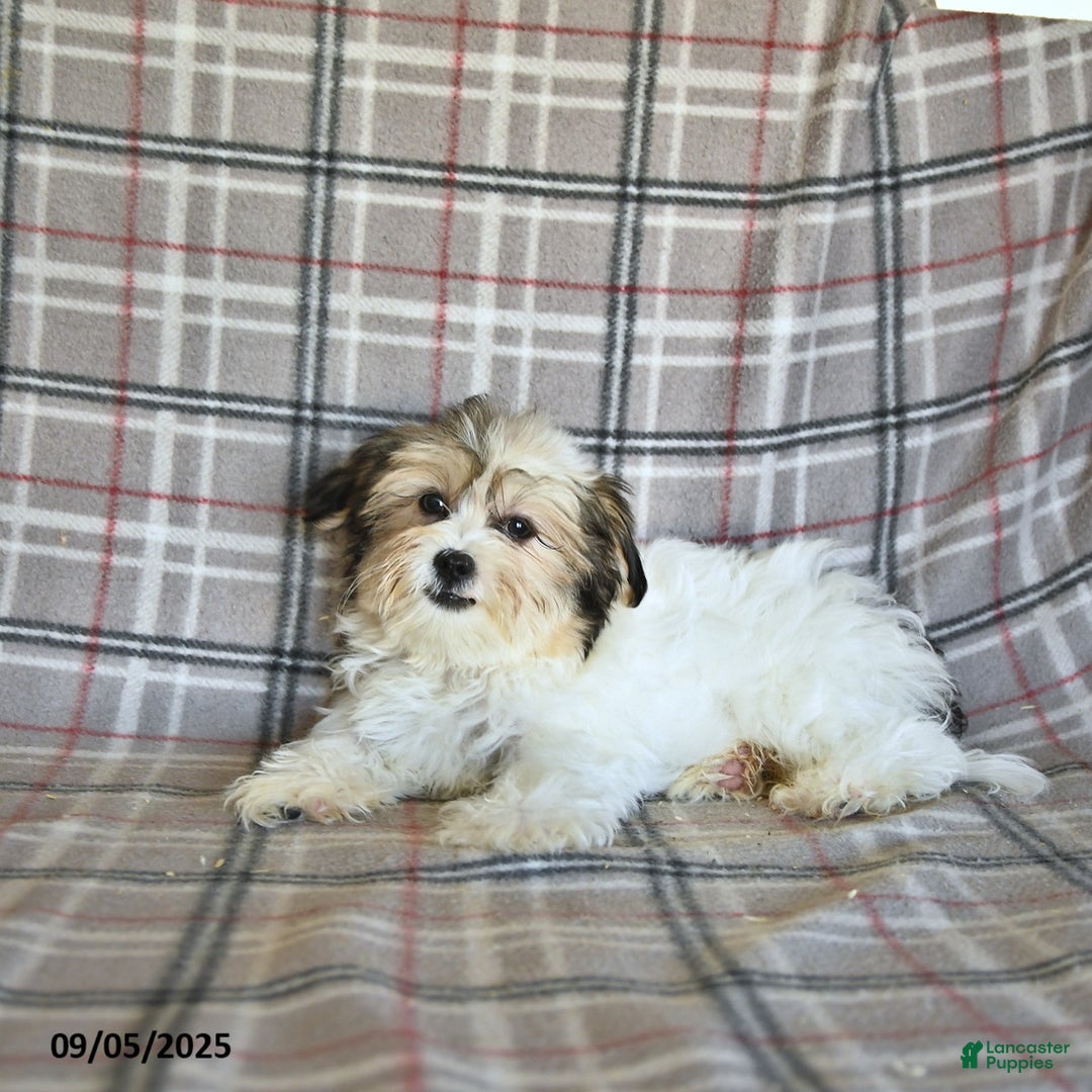 Shorkie dogs for sale: Karl - Ad 13